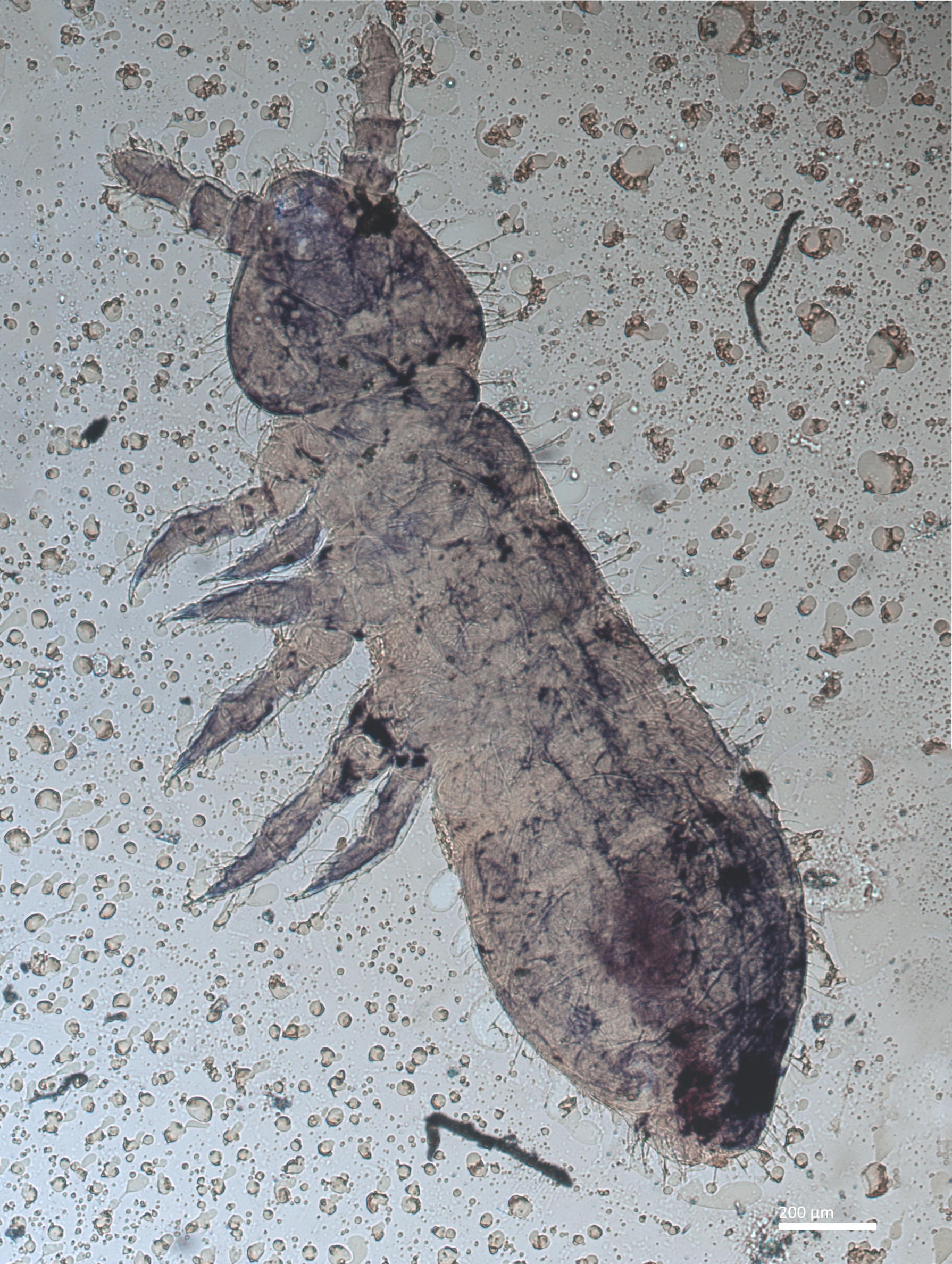 Slide preparation of Anurida maritima, housed in the ICCDRS collection (ICCDRS 25524) Photo: Marc Barreda, CDF, 2024.